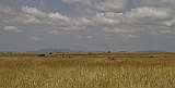 Serengeti plains